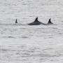 Dolfijnen in de Beauly Firth bij het Dolphin and Seal Centre in North Kessock