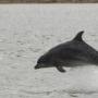 Dolfijnen in de Beauly Firth bij het Dolphin and Seal Centre in North Kessock