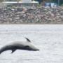 Dolfijnen in de Beauly Firth bij het Dolphin and Seal Centre in North Kessock