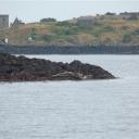 Zeehonden met op de achtergrond Inchcolm Island